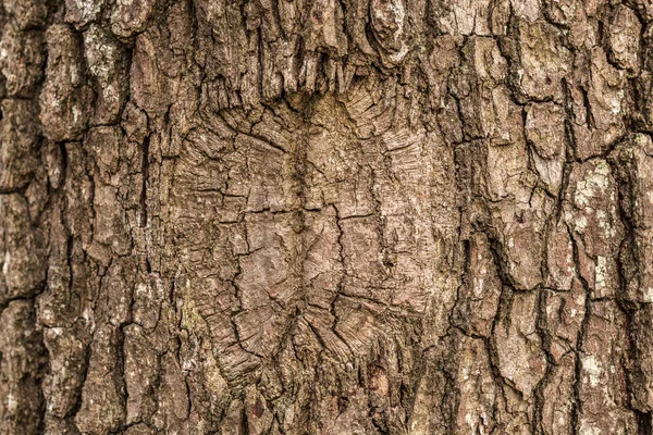 Tronco de árvore marrom de árvores velhas na floresta — Fotografia de Stock
