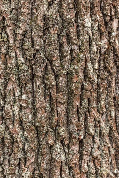 Brun trädstam träd av gamla i skogen — Stockfoto