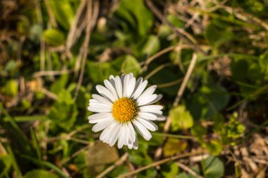 Yeşil çayırlar üzerinde yalnız beyaz çiçek