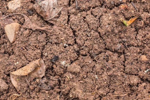 Brązowy urodzajne gleby na polu suchym — Zdjęcie stockowe