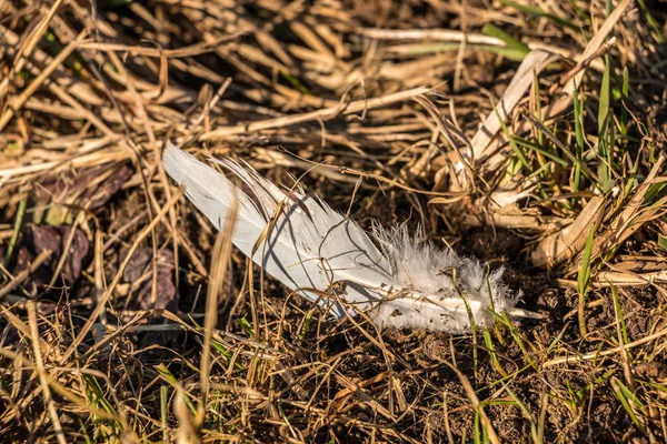 Pluma blanca en el suelo del campo — Foto de Stock