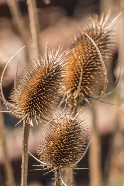 Cardo marrón seco cerca de los rieles — Foto de Stock