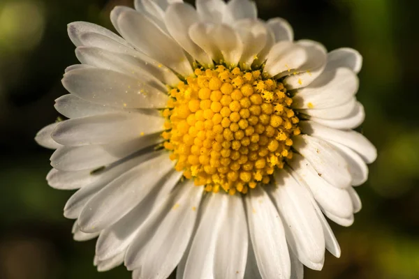 Vita blommor och gröna leaveas på det gröna fältet — Stockfoto