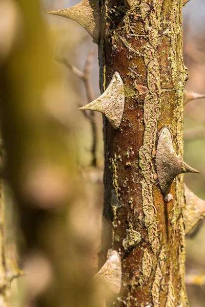 Espinas afiladas en una rama seca grande — Foto de Stock