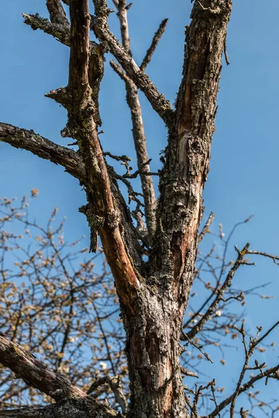 Oude dode boom zonder bladeren op het veld — Stockfoto