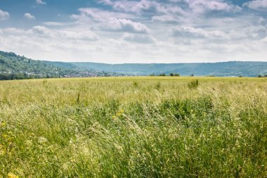 Büyük alanlar yüksek ve yeşil tahıl ve orman içinde belgili tanımlık geçmiş