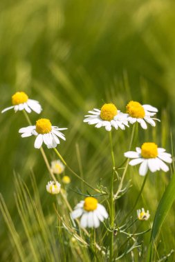 Büyük yeşil alan tahıl beyaz çiçekler