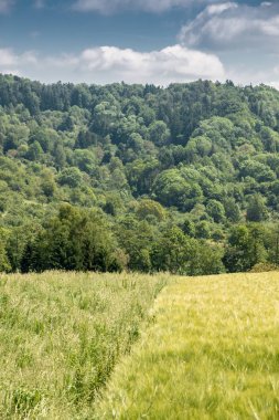 Büyük alanlar yüksek ve yeşil tahıl ve orman içinde belgili tanımlık geçmiş