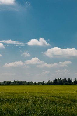 Büyük alanlar yüksek ve yeşil tahıl ve orman içinde belgili tanımlık geçmiş
