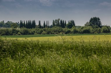 Büyük alanlar yüksek ve yeşil tahıl ve orman içinde belgili tanımlık geçmiş