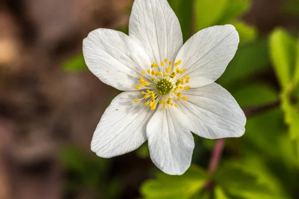 White flowers and green leaveas on the green field — Stock Photo, Image