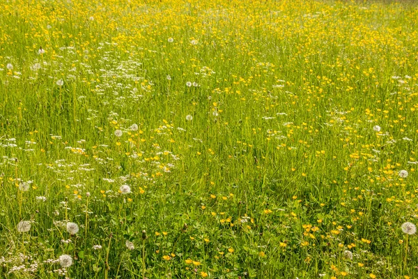 푸른 잔디와 화려한 꽃 녹색 초원 — 스톡 사진