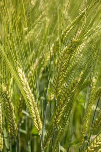 Grote velden van hoge en groene graan en bos op de achtergrond — Stockfoto