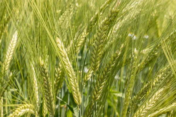 Grote velden van hoge en groene graan en bos op de achtergrond — Stockfoto