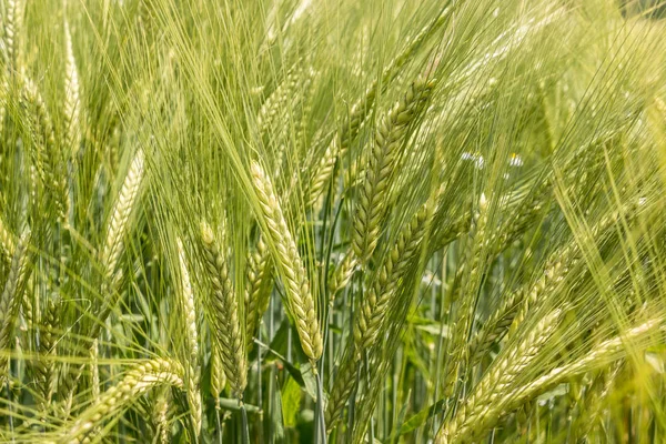 Grote velden van hoge en groene graan en bos op de achtergrond — Stockfoto