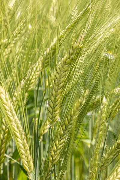 Grandes campos de grano alto y verde y bosque en el fondo —  Fotos de Stock