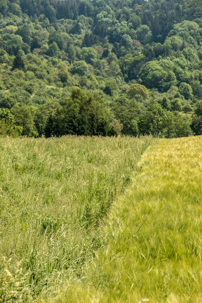 높고 녹색 곡물 및 배경에서 숲의 큰 분야 — 스톡 사진