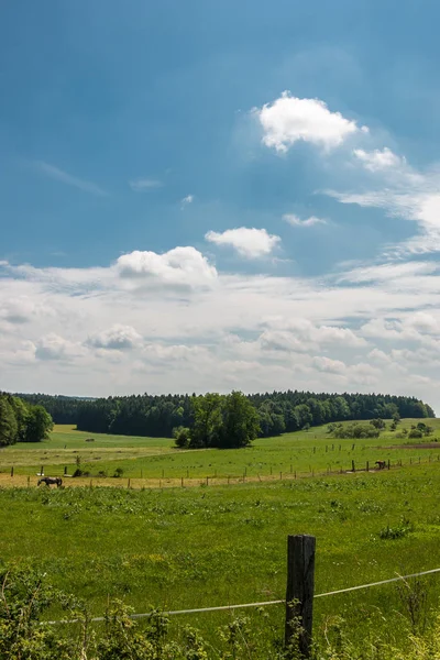 Grote velden en groene weiden met bos op de achtergrond — Stockfoto