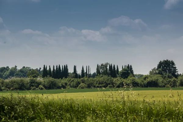 Grote velden van hoge en groene graan en bos op de achtergrond — Stockfoto