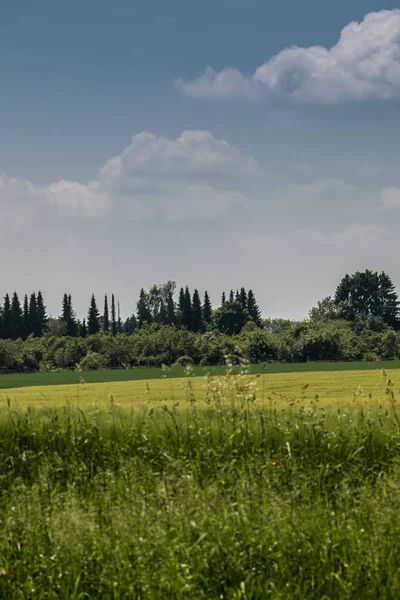 Grote velden van hoge en groene graan en bos op de achtergrond — Stockfoto