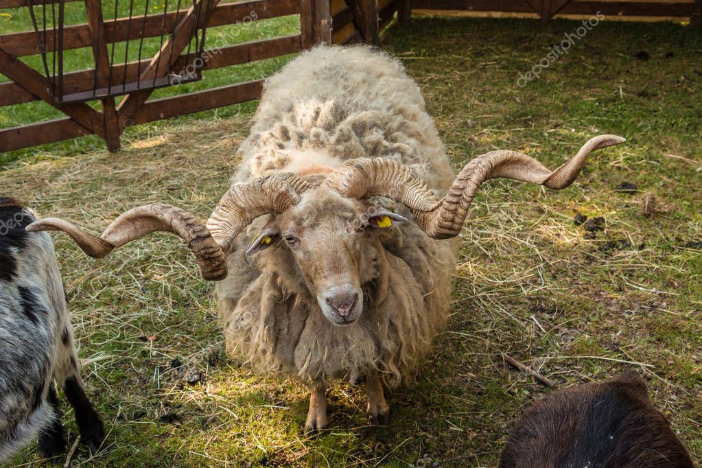 Shaggy racka sheep with big twisted horns — Stock Photo © Hackisan ...