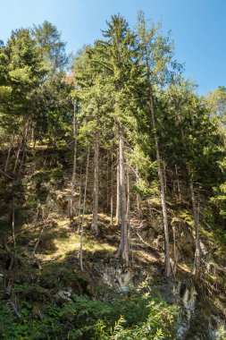 Dağları, yeşil alanlar, çayır ve orman