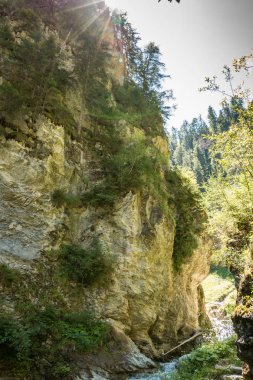 Vahşi creek, ağaçlar ve kanyon büyük kayalar