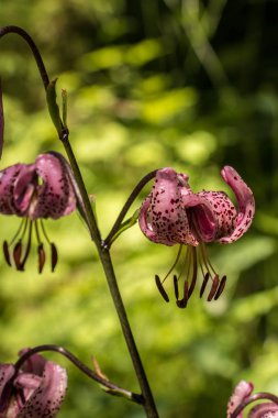 Yeşil çayır üzerinde yalnız Menekşe çiçek