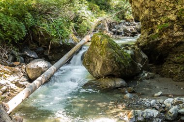 Vahşi creek, ağaçlar ve kanyon büyük kayalar