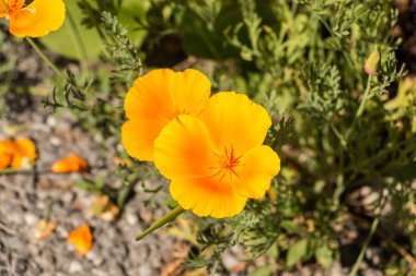 Sarı çiçek ve yeşil yaprakları yeşil sahada