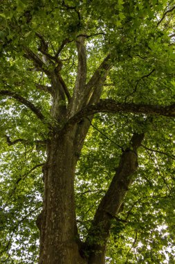 Büyük eski ağaç ve yeşil çim yakınındaki nehrin yanında