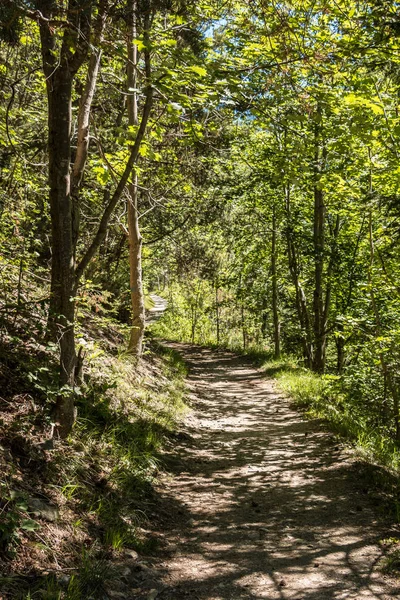 Sentier solitaire à travers la forêt verte et vitale — Photo