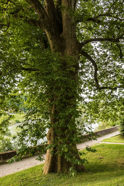 Nagy öreg fa és a zöld fű, közel a folyó — Stock Fotó