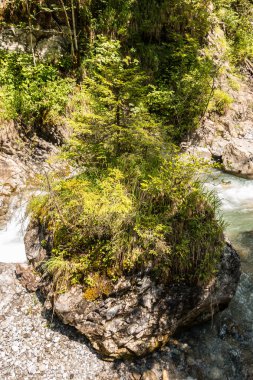 Vahşi creek, büyük kayalar ve ağaçlar Kanyon