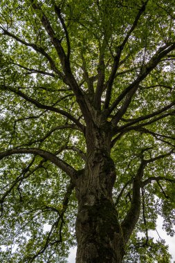 Büyük ağaç ve yeşil yaprakları Park