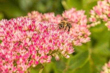 Park yeşil alan üzerinde pembe çiçek arıya