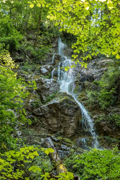 Vahşi creek, büyük kayalar ve ağaçlar Kanyon