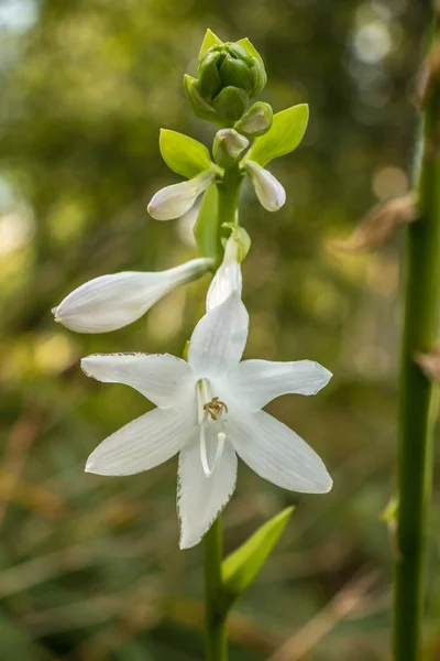 White flower on the green field of the park — Stock Photo, Image