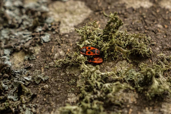 Dos pequeños insectos rojos haciendo el amor en el suelo musgoso — Foto de Stock