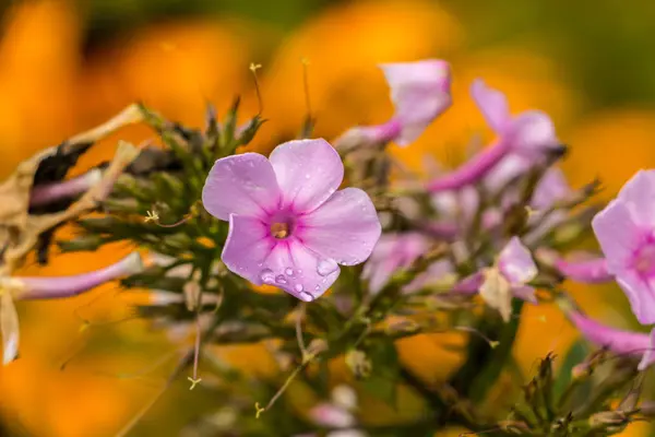 Fleur violette sur le champ vert du parc — Photo