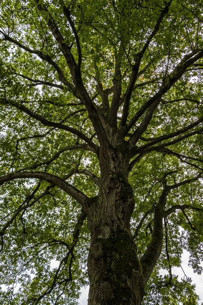 Büyük ağaç ve yeşil yaprakları Park