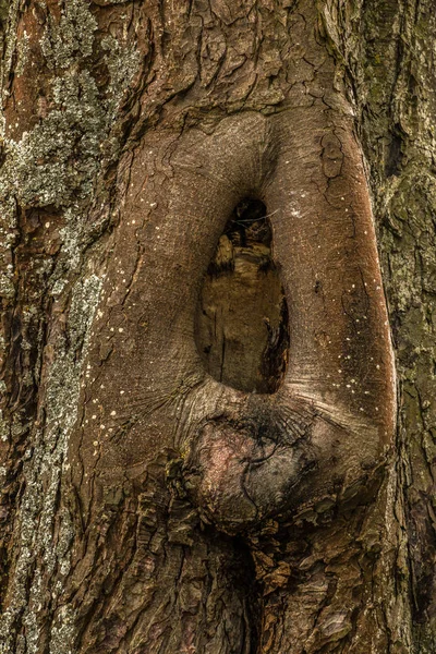 Casca de árvore individual de uma árvore no parque — Fotografia de Stock