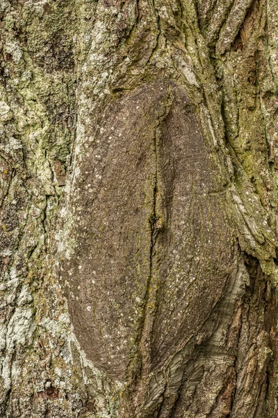 Casca de árvore individual de uma árvore no parque — Fotografia de Stock