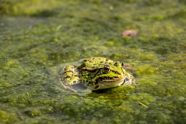 Green frog in the water full of frogspawn — Stock Photo, Image