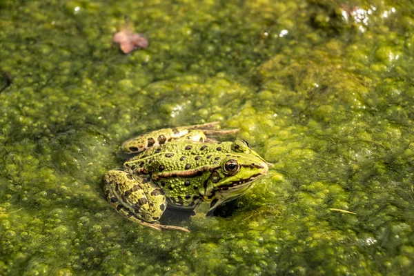 Groene kikker in het water vol met frogspawn — Stockfoto