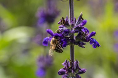 Park yeşil alan üzerinde Menekşe çiçek arıya