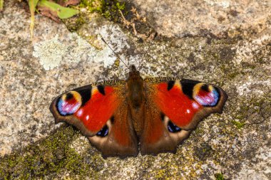 Soğuk taş yere yalnız kelebek