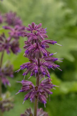 Menekşe çiçek Park yeşil sahada