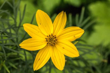 Park yeşil alan üzerinde sarı çiçek