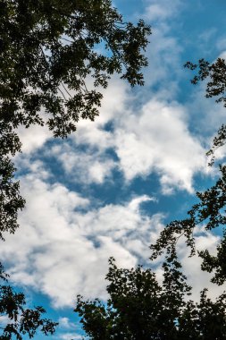 Küçük yeşil orman ve mavi gökyüzü beyaz bulutlar ile